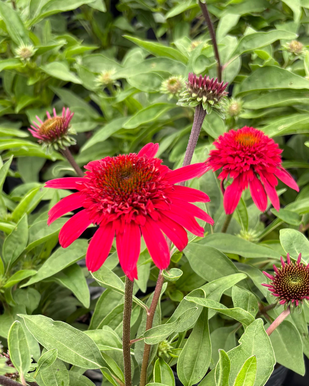 Echinacea x Double Scoop™ Strawberry Deluxe (Coneflower)