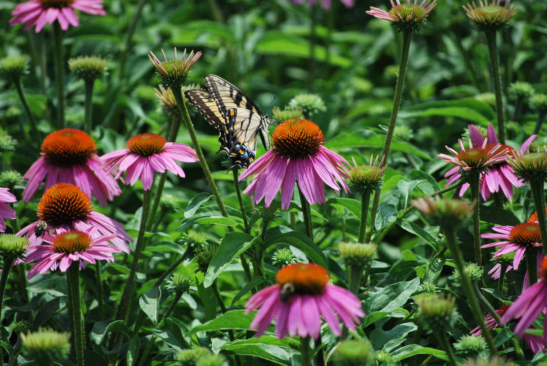 Echinacea purpurea 'Magnus' (Coneflower)