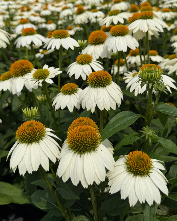 Echinacea purpurea 'PowWow White' (Coneflower)