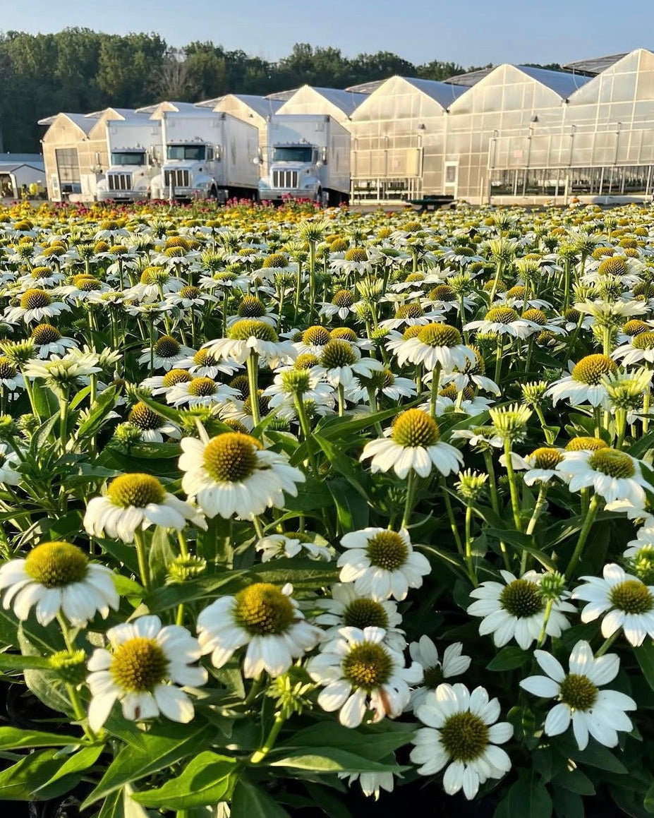 Echinacea purpurea 'PowWow White' (Coneflower)