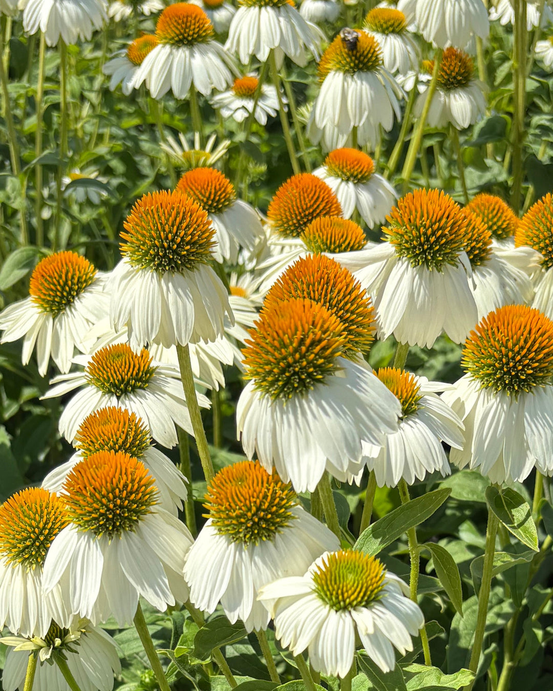 Echinacea purpurea 'PowWow White' (Coneflower)