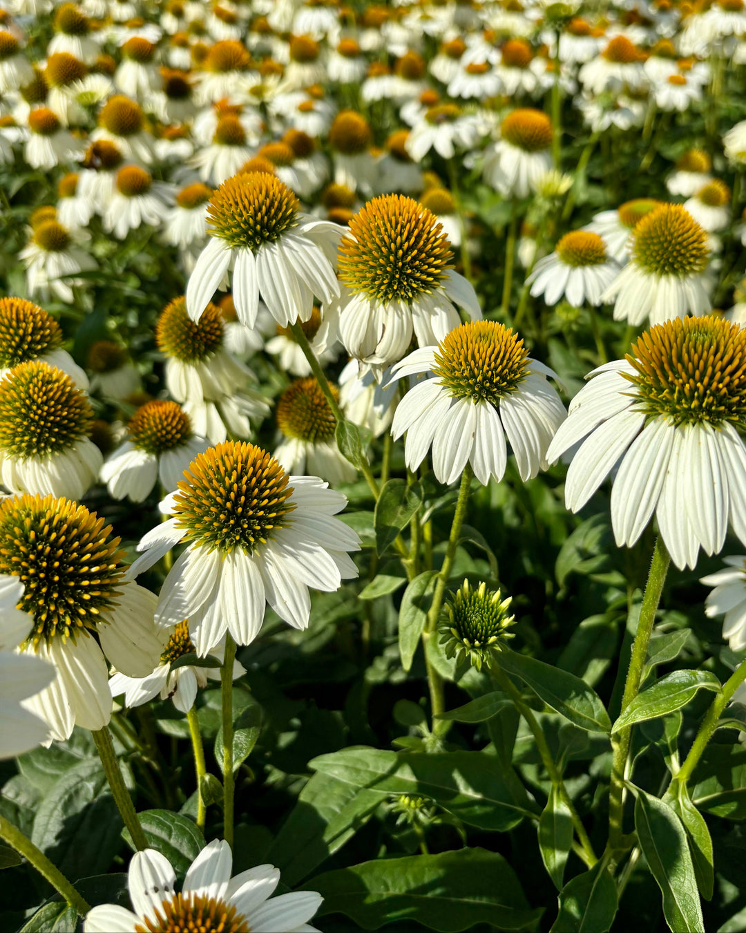 Echinacea purpurea 'PowWow White' (Coneflower)