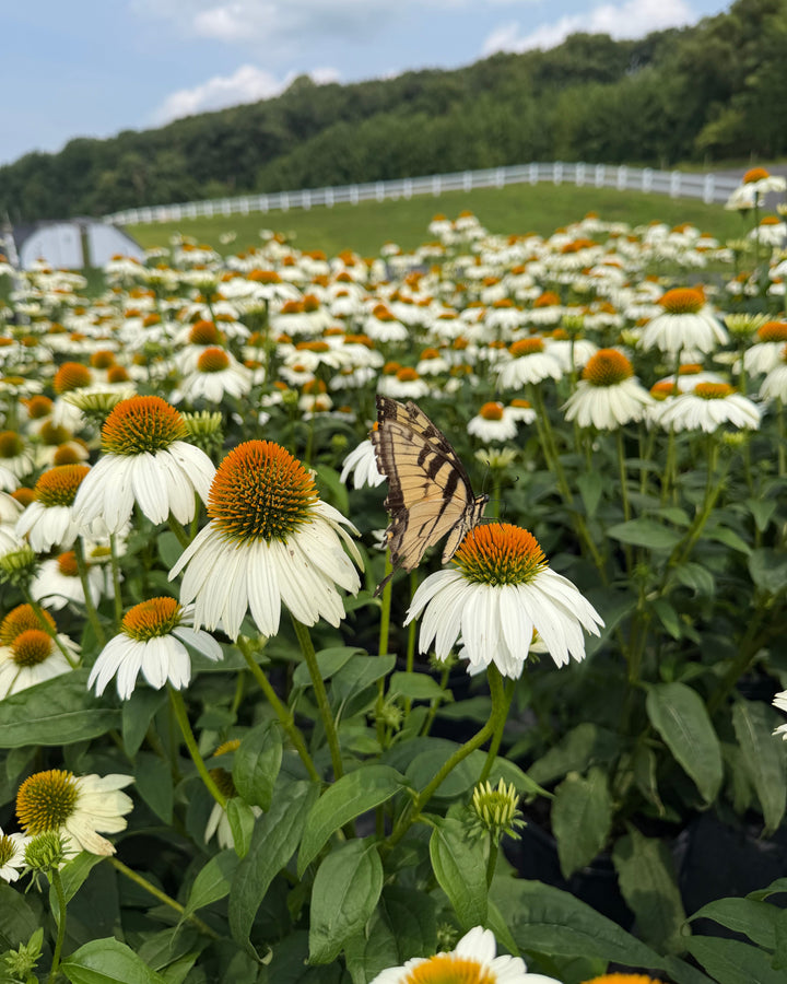 Echinacea purpurea 'PowWow White' (Coneflower)