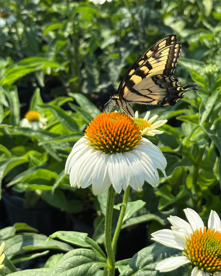 Echinacea purpurea 'PowWow White' (Coneflower)