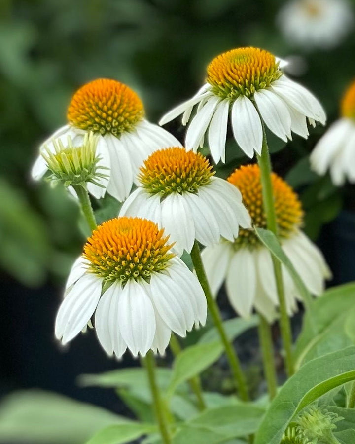 Echinacea purpurea 'PowWow White' (Coneflower)
