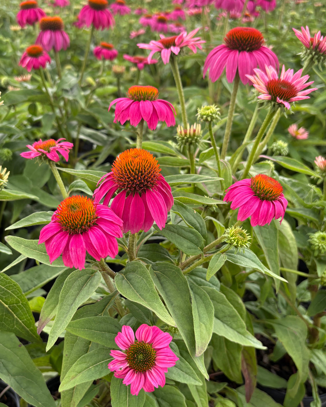 Echinacea purpurea 'PowWow Wild Berry' (Coneflower)
