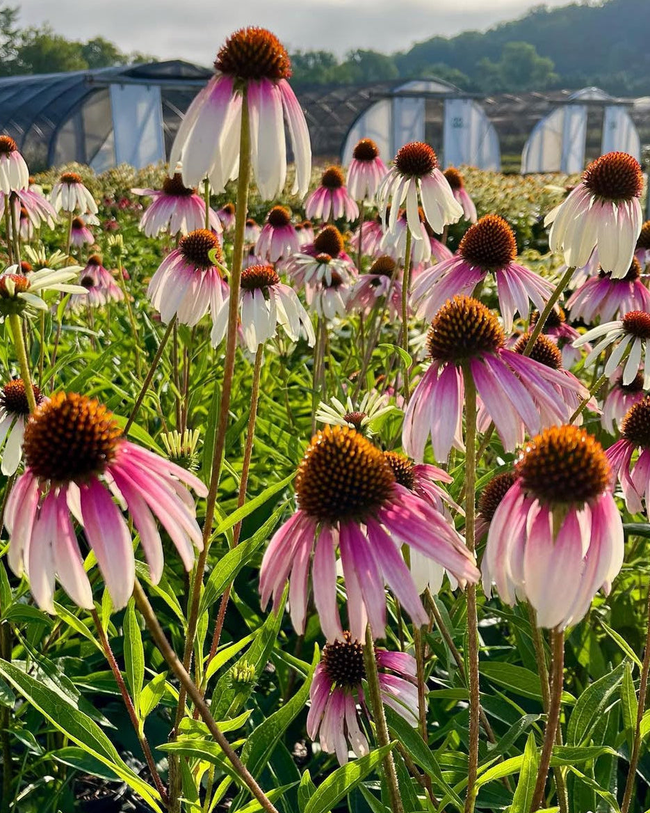 Echinacea x ‘Pretty Parasols’ (Coneflower)