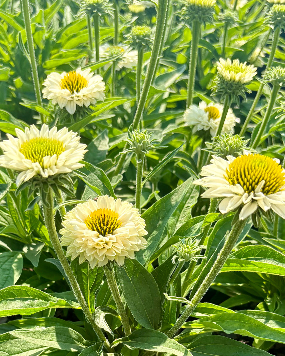 Echinacea x SunSeekers® White Perfection (Coneflower)