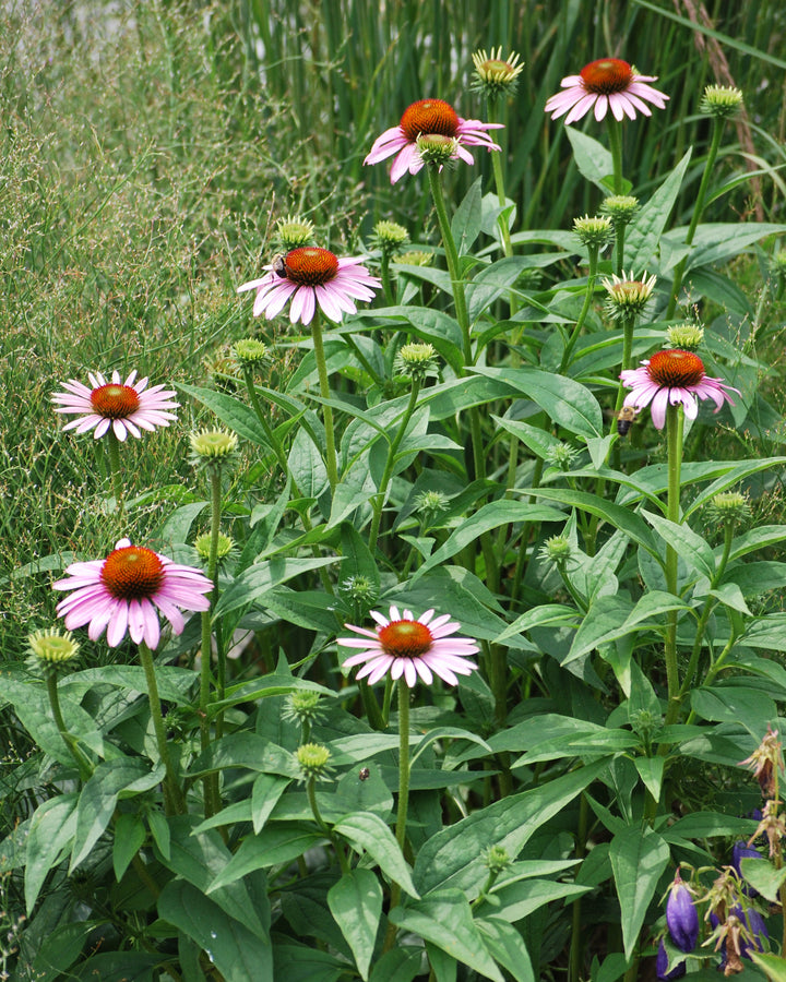 Echinacea purpurea (Purple Coneflower)