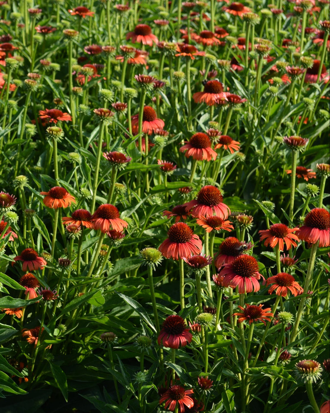Echinacea x purpurea Butterfly™ 'Orange Skipper' (Coneflower)