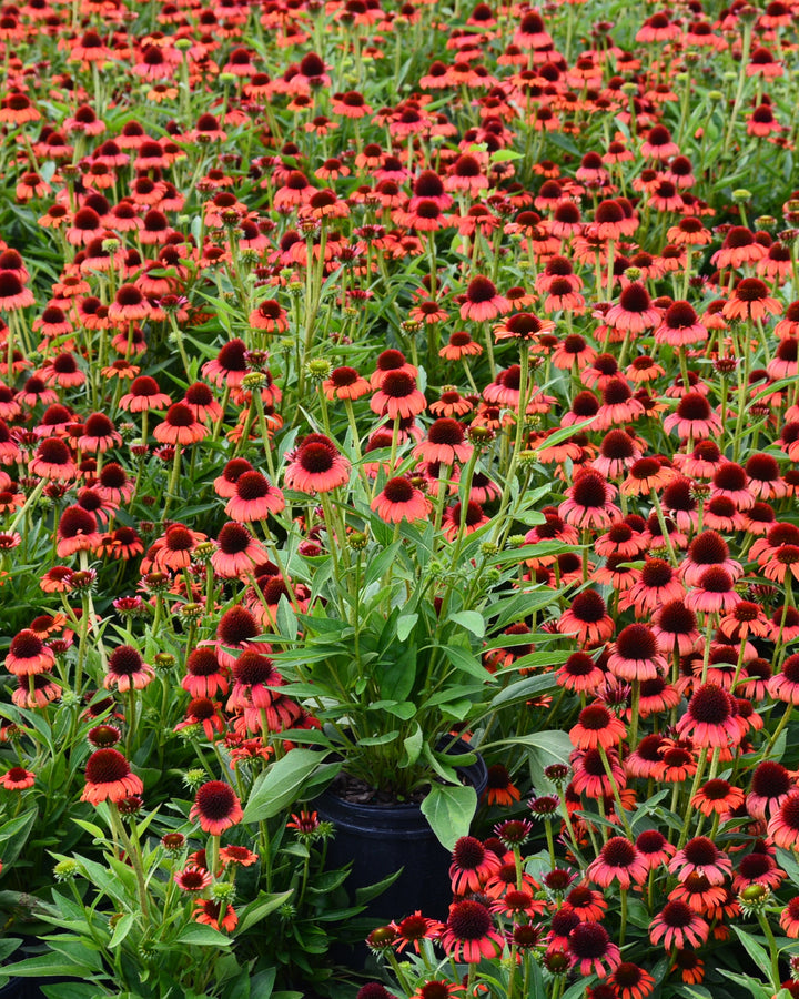 Echinacea x purpurea Butterfly™ 'Orange Skipper' (Coneflower)