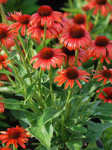 Echinacea x purpurea Butterfly™ 'Orange Skipper' (Coneflower)