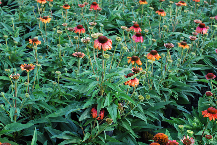 Echinacea x purpurea Butterfly™ 'Rainbow Marcella' (Coneflower)