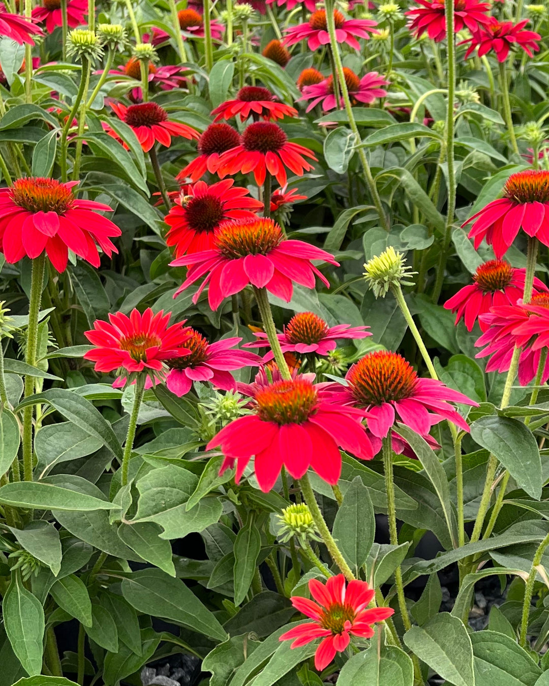 echinacea sombrero tres amigos seeds Echinacea Sombrero® Tres Amigos (Coneflower) – Perennial Farm Marketplace
