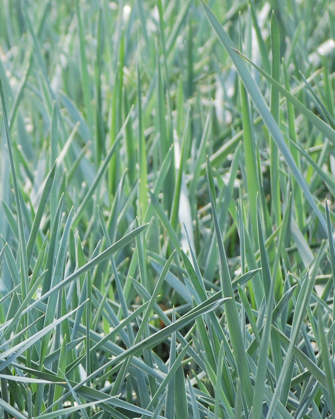 Elymus arenarius 'Blue Dune' (Blue Lyme Grass)