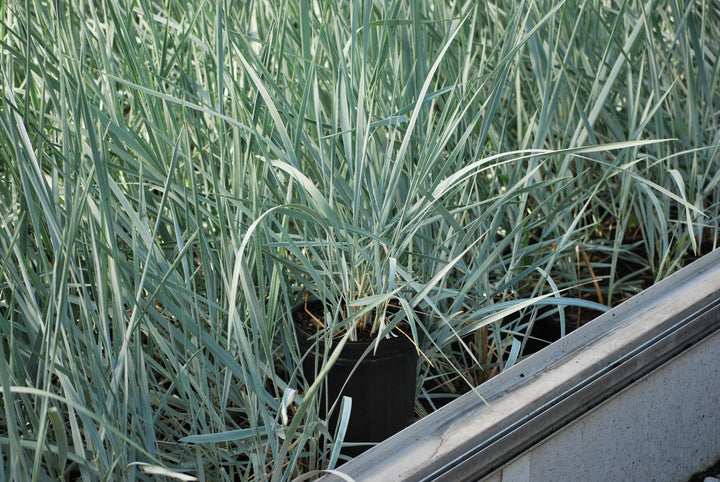 Elymus arenarius 'Blue Dune' (Blue Lyme Grass)