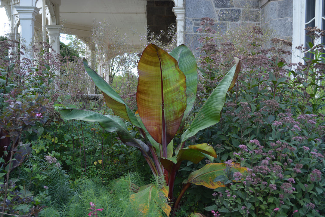 Ensete maurelii (Red Abyssinian Banana)