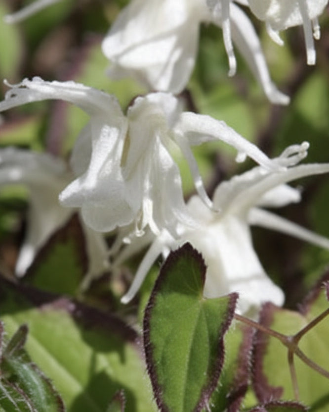 Epimedium grandiflorum var. higoense ‘Bandit’ (Barrenwort)