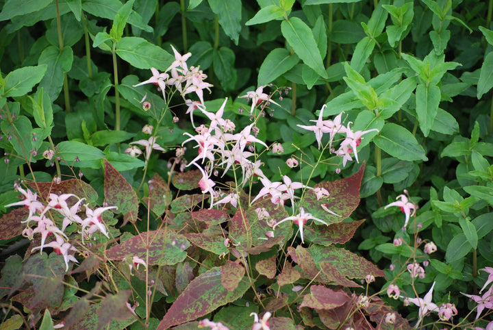 Epimedium 'Pink Champagne' (Barrenwort)