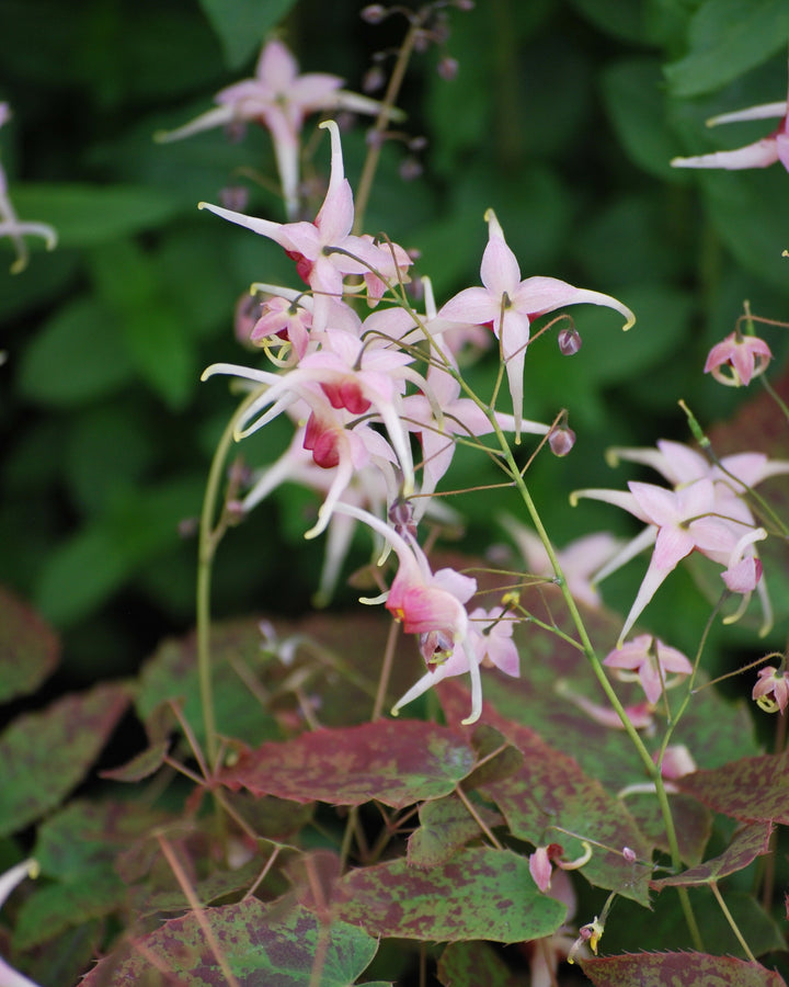 Epimedium 'Pink Champagne' (Barrenwort)