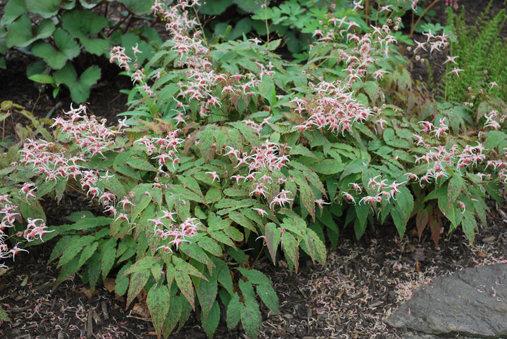 Epimedium 'Pink Champagne' (Barrenwort)