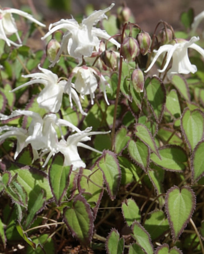 Epimedium grandiflorum var. higoense ‘Bandit’ (Barrenwort)