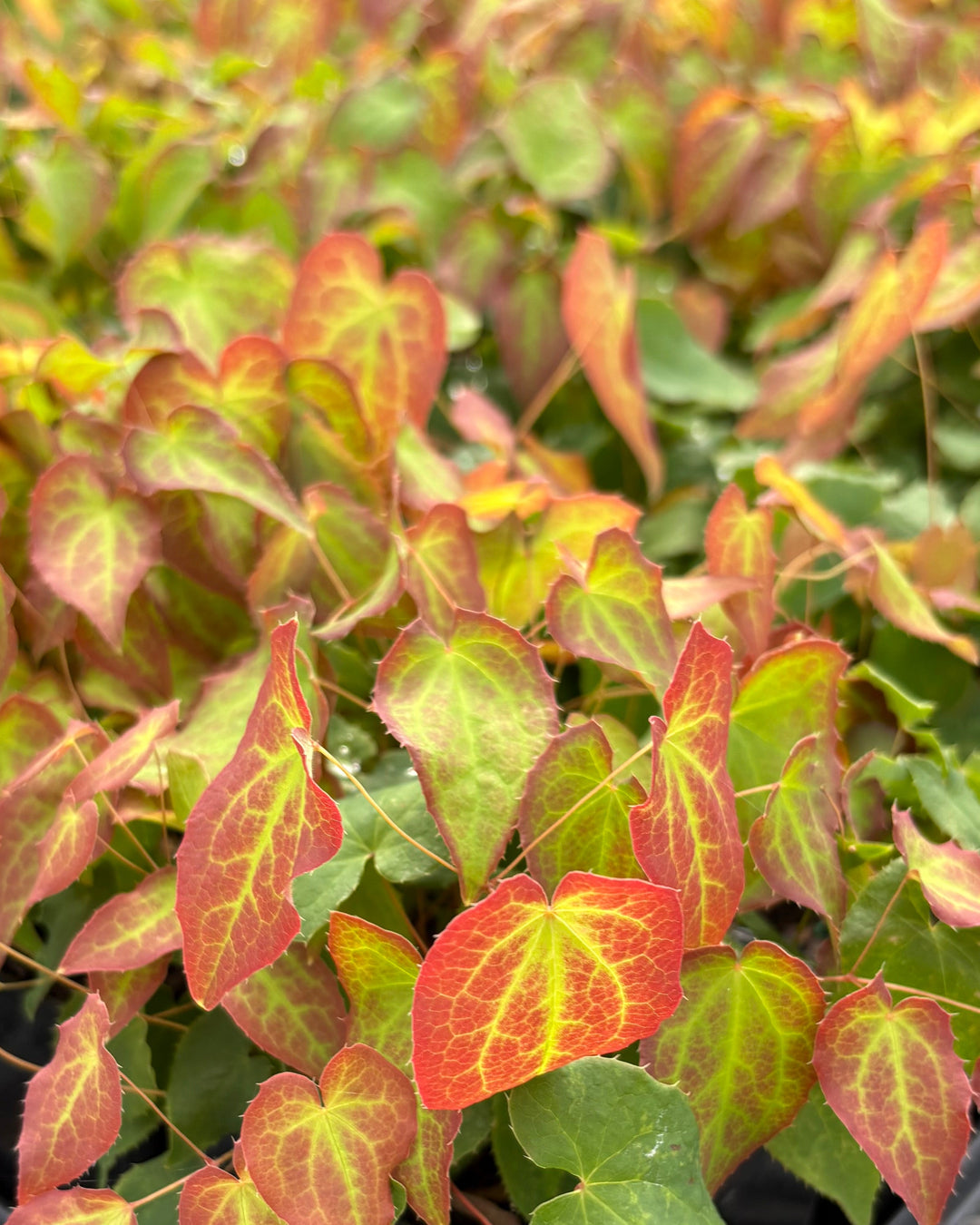 Epimedium rubrum (Barrenwort)