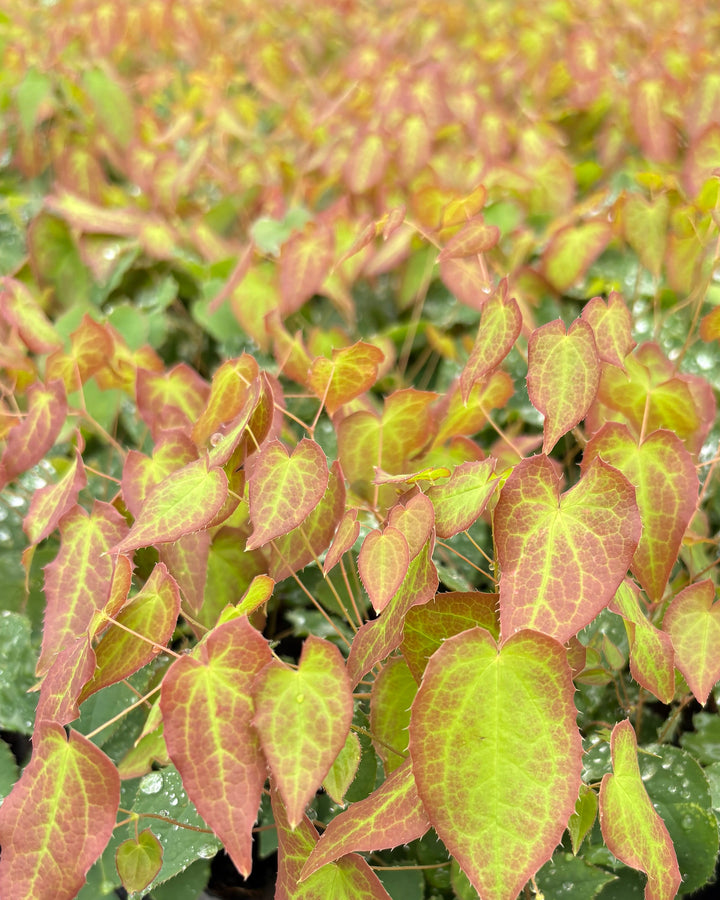 Epimedium rubrum (Barrenwort)