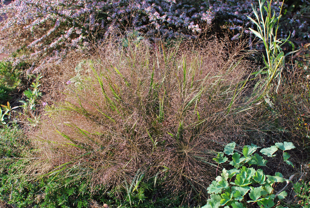 Eragrostis spectabilis (Purple Love Grass)