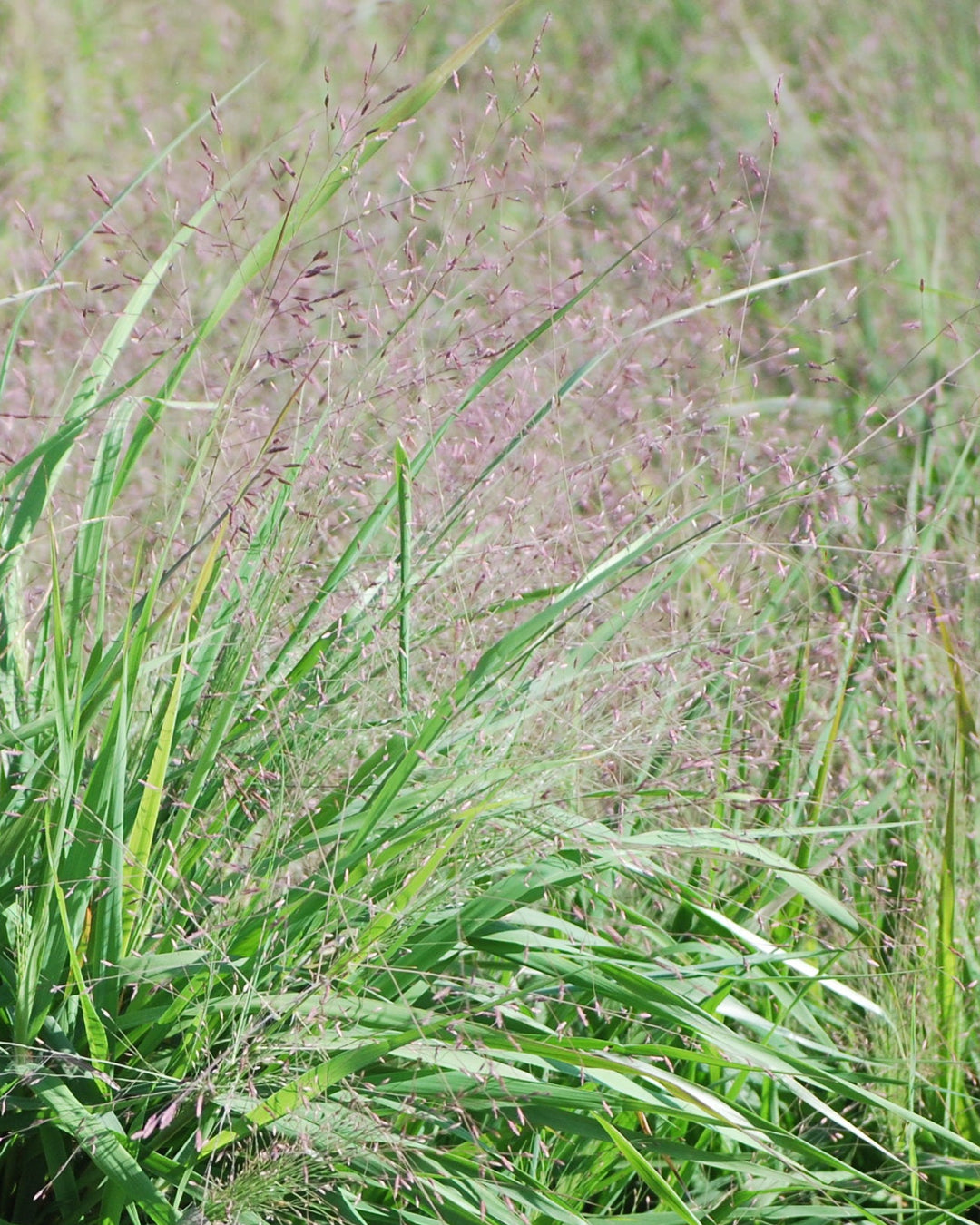 Eragrostis spectabilis (Purple Love Grass)