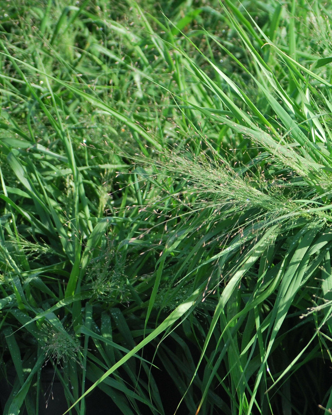 Eragrostis spectabilis (Purple Love Grass)