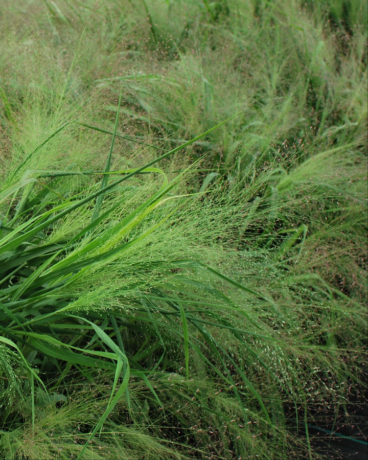 Eragrostis spectabilis (Purple Love Grass)