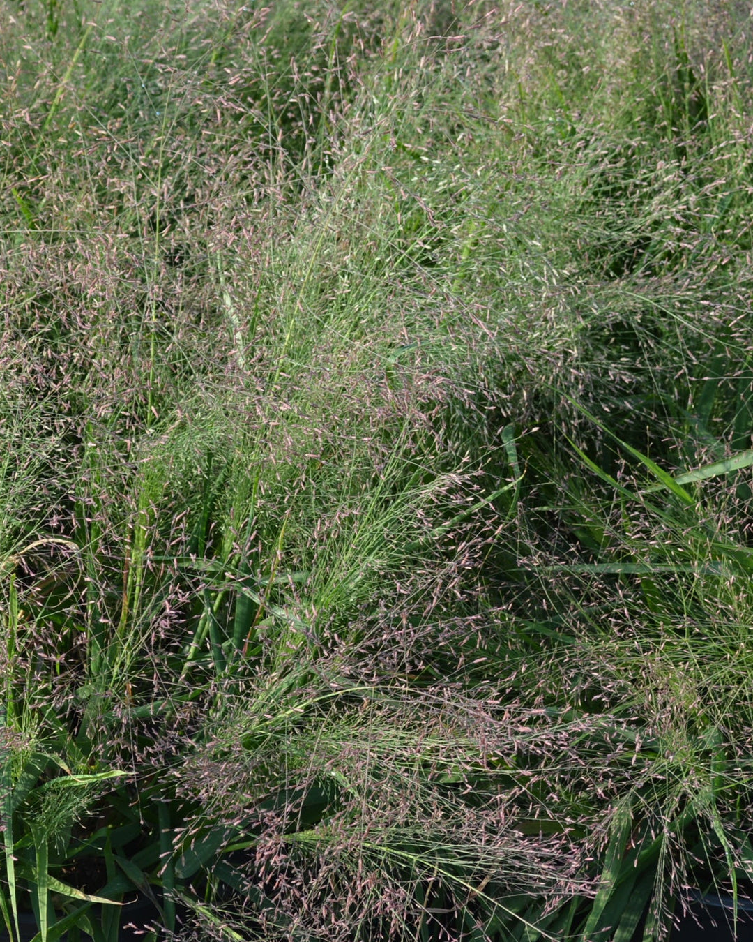 Eragrostis spectabilis (Purple Love Grass)