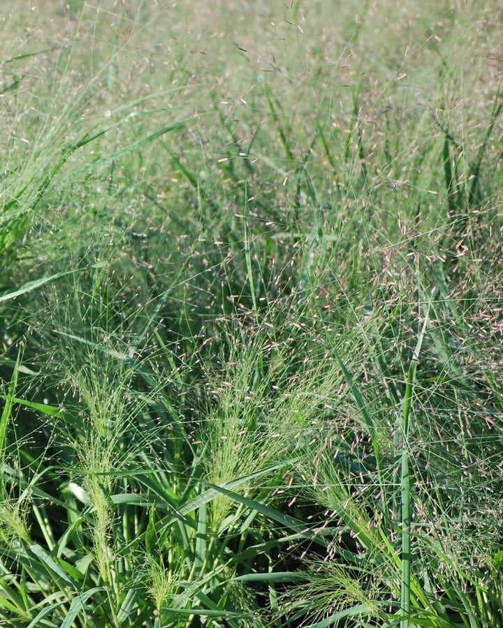 Eragrostis spectabilis (Purple Love Grass)
