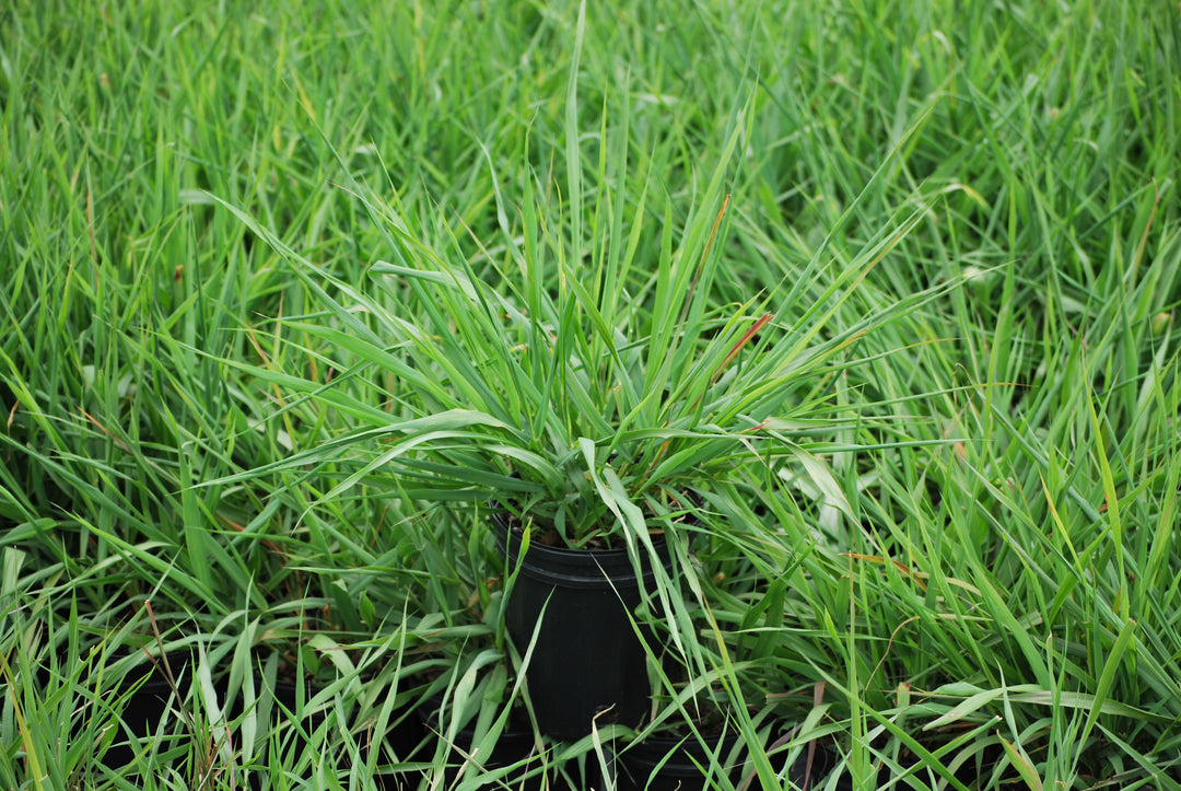 Eragrostis spectabilis (Purple Love Grass)