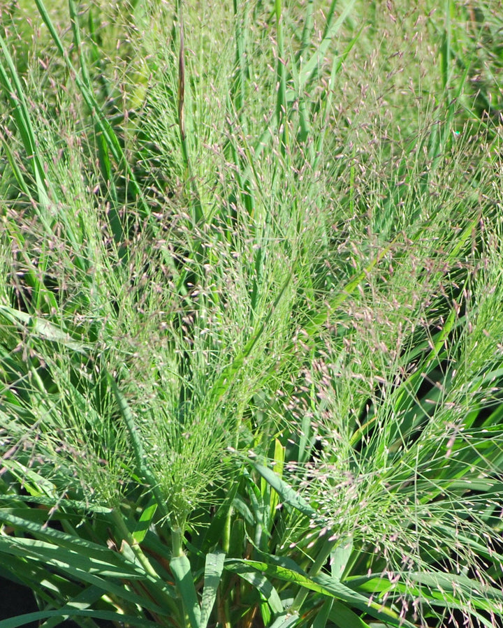 Eragrostis spectabilis (Purple Love Grass)