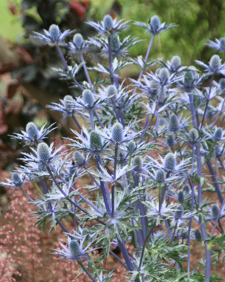 Eryngium 'Big Blue' (Sea Holly)