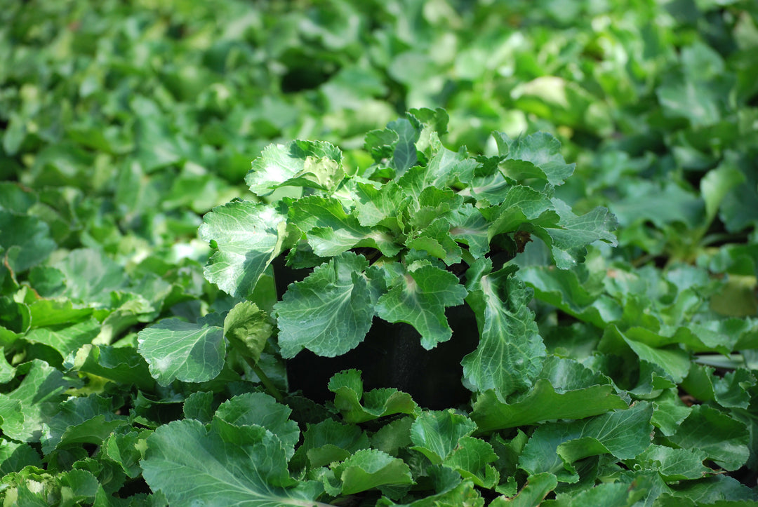 Eryngium planum 'Blue Hobbit' (Sea Holly)