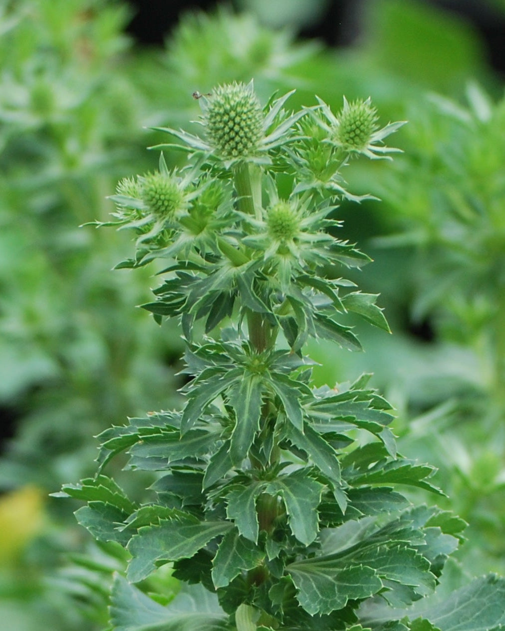 Eryngium planum 'Blue Hobbit' (Sea Holly)