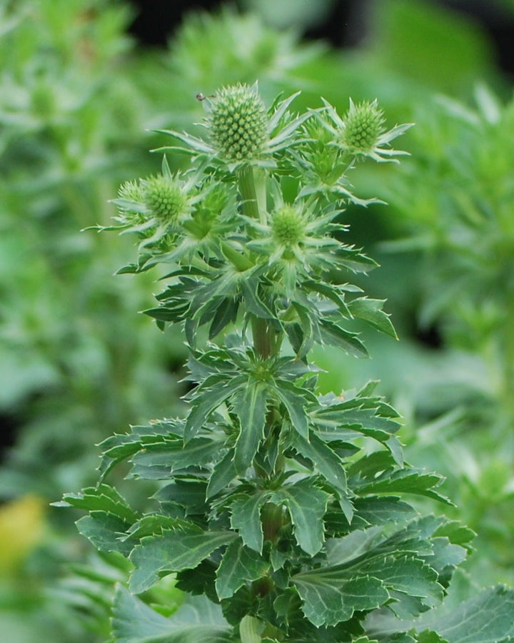 Eryngium planum 'Blue Hobbit' (Sea Holly)