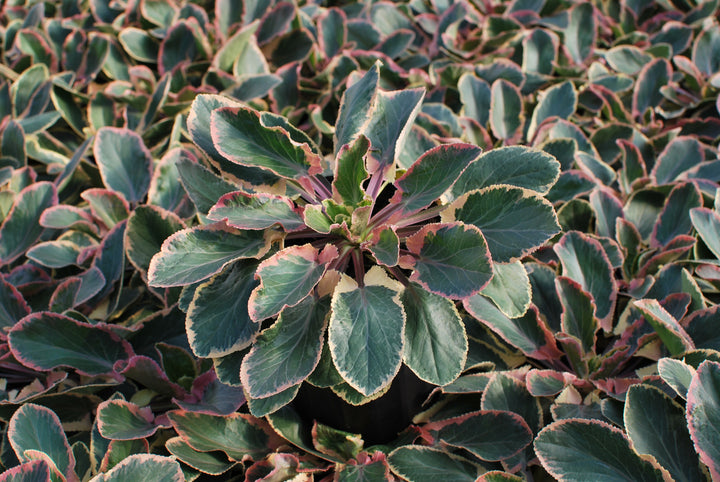 Eryngium planum 'Jade Frost' (Variegated Sea Holly)