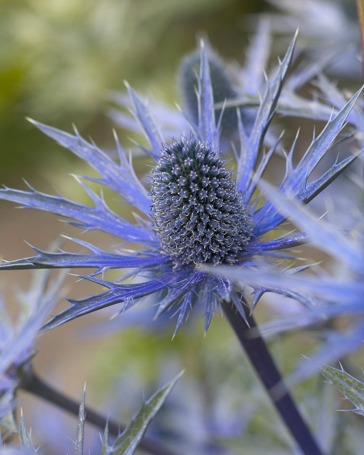 Eryngium 'Big Blue' (Sea Holly)