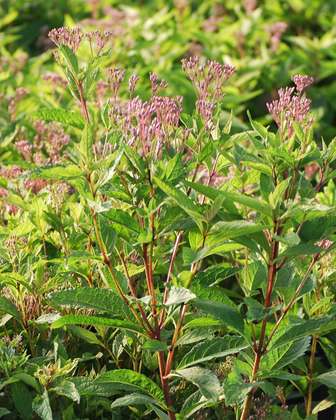 Eupatorium dubium 'Baby Joe' (Dwarf Joe Pye Weed)