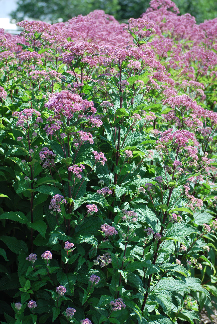 Eupatorium dubium 'Little Joe' (Dwarf Joe Pye Weed)