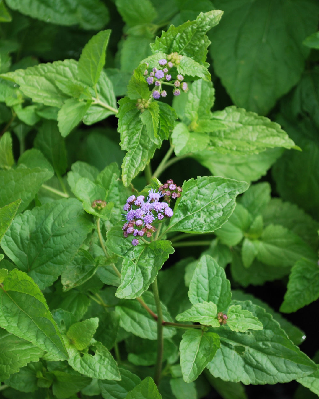 Eupatorium coelestinum (syn. Conoclinium coelestinum) (Hardy Ageratum/Blue Mistflower)