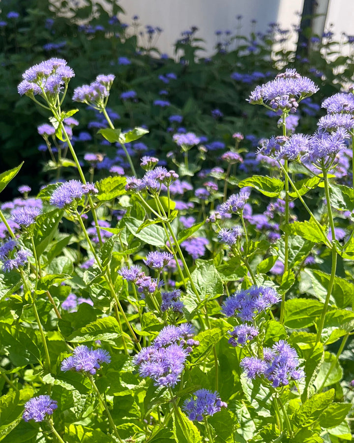 Eupatorium coelestinum (syn. Conoclinium coelestinum) (Hardy Ageratum/Blue Mistflower)