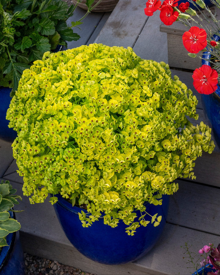 Euphorbia Sahara™ 'Tiny Treasure' (Spurge)
