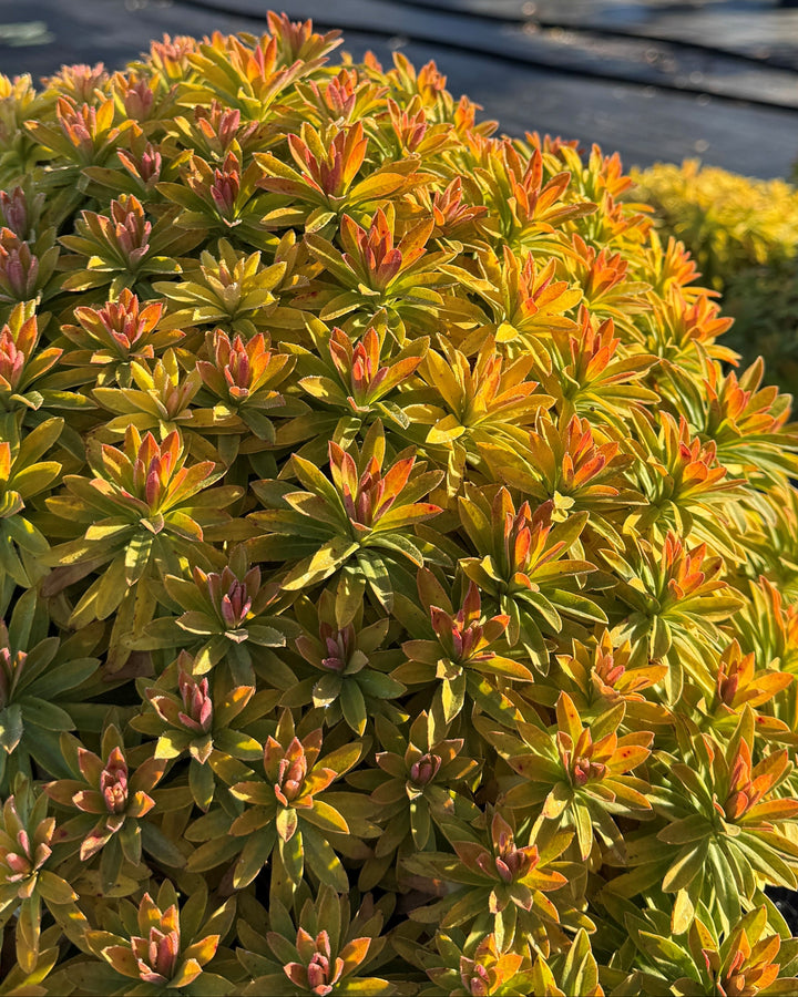 Euphorbia Sahara™ 'Tiny Treasure' (Spurge)