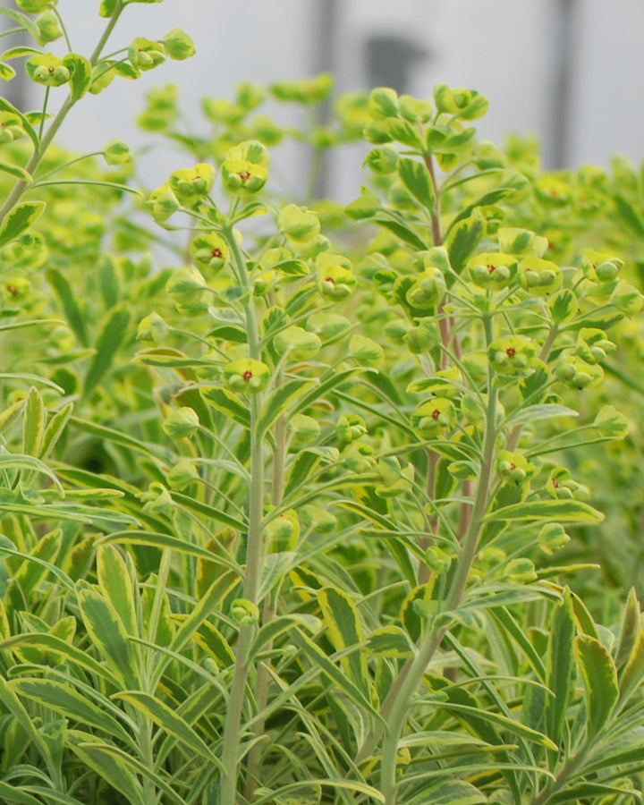 Euphorbia x martinii 'Ascot Rainbow' (Spurge)