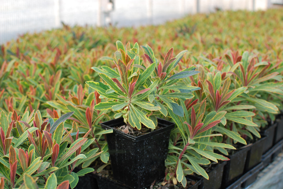 Euphorbia x martinii 'Ascot Rainbow' (Spurge)